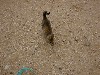 dscf0081.jpg