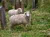 018_Ballabeg_Sheep.jpg