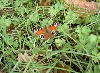 PICT0061.jpg